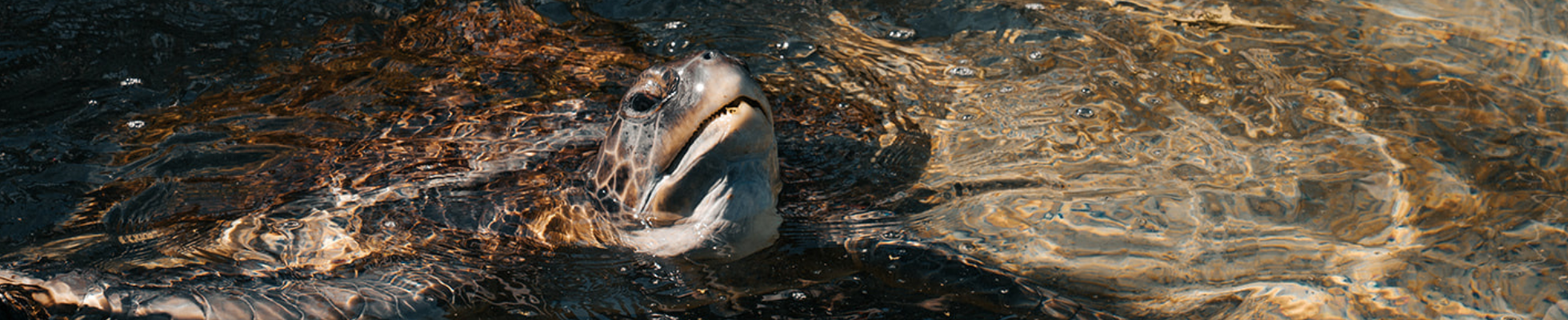 CC Page "Turtle" Hero Image 1960x400