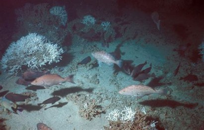 oculina underwater