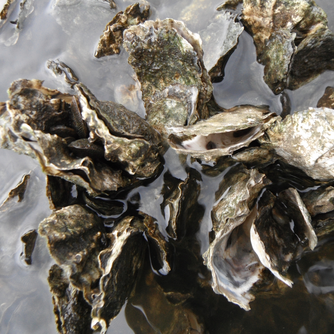 oysters