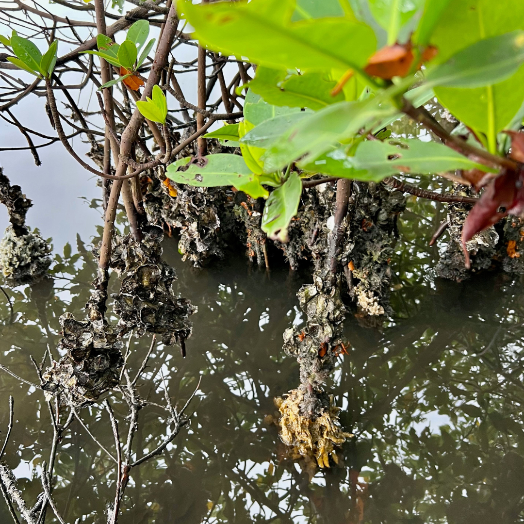 oysters on mangrove