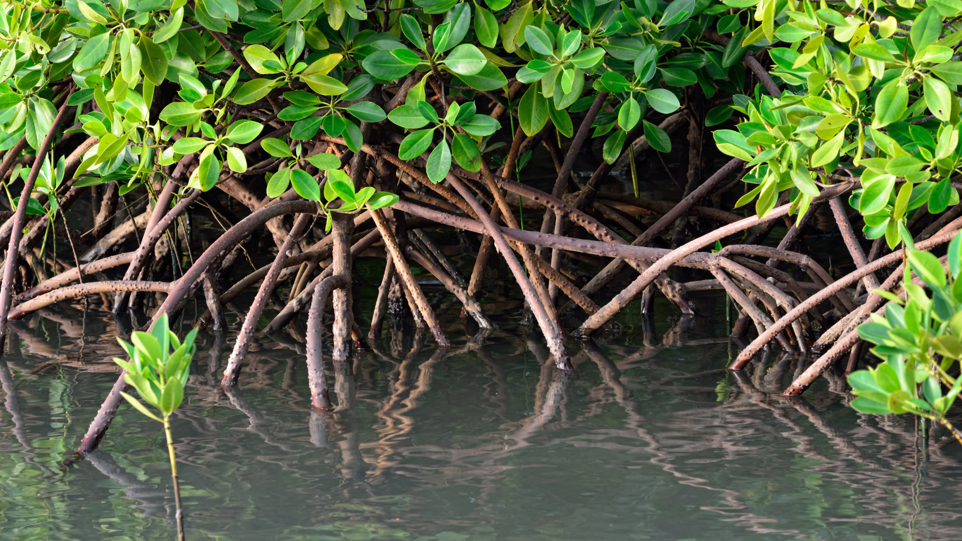 Mangroves in water