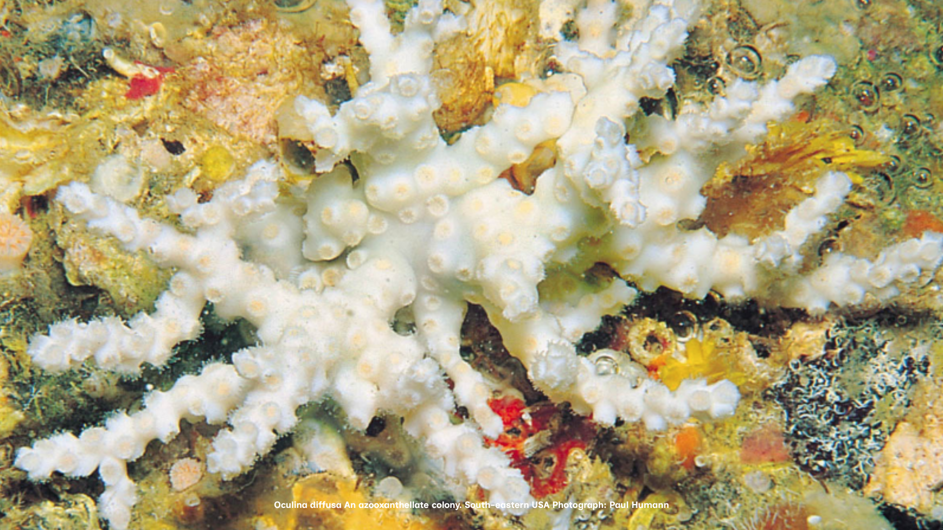 oculina reef