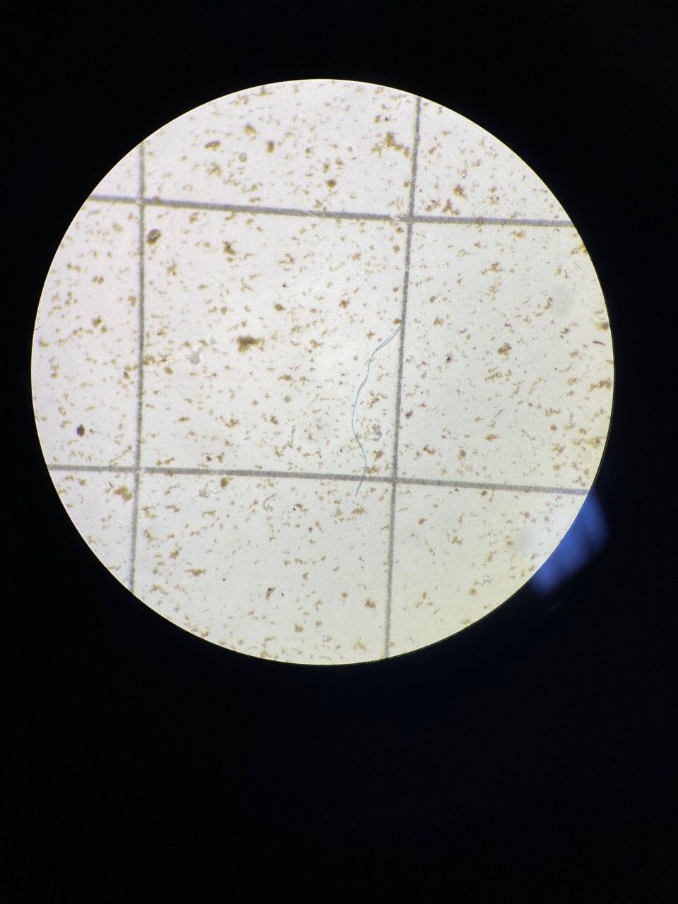 Microplastics%203.png