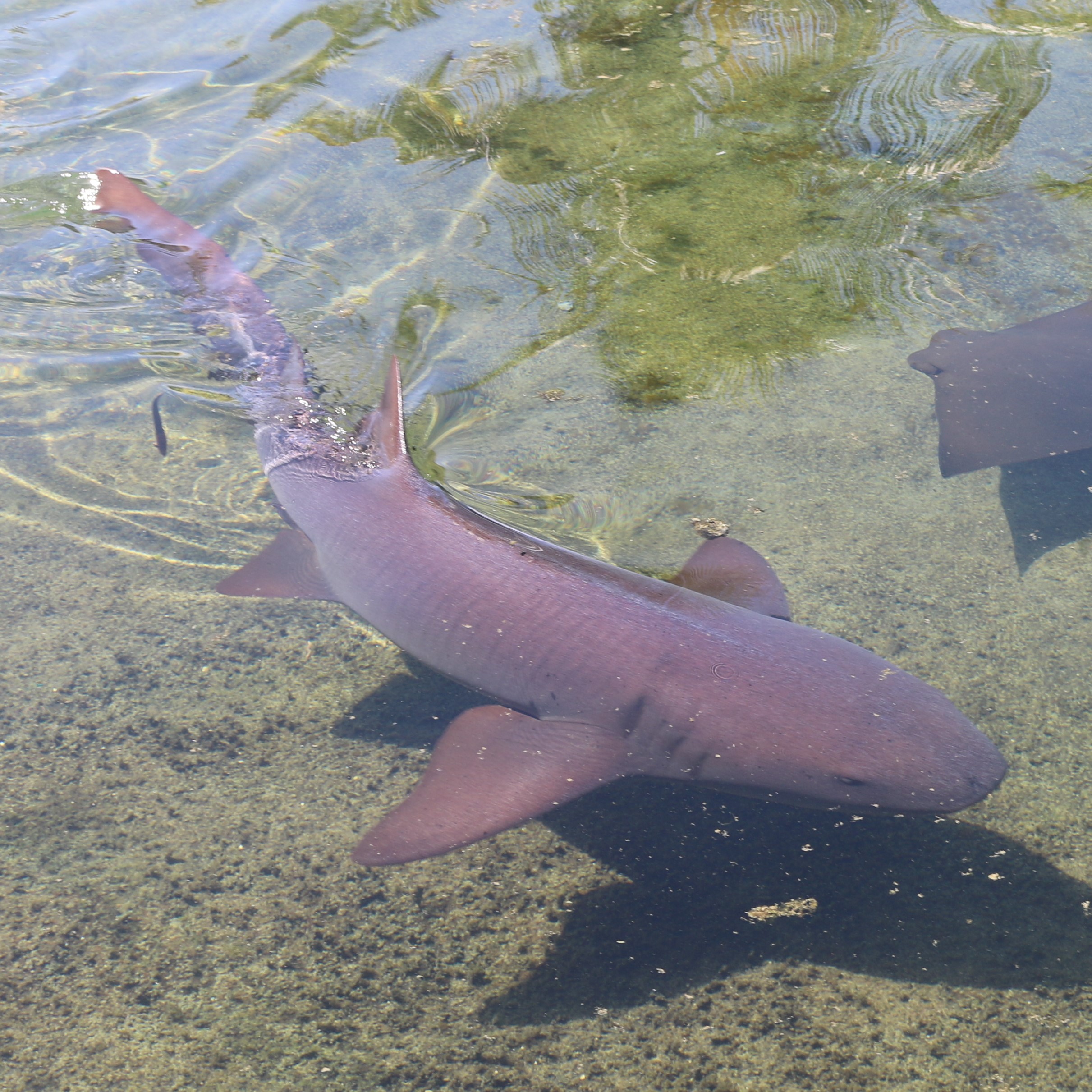 Nurse Shark 