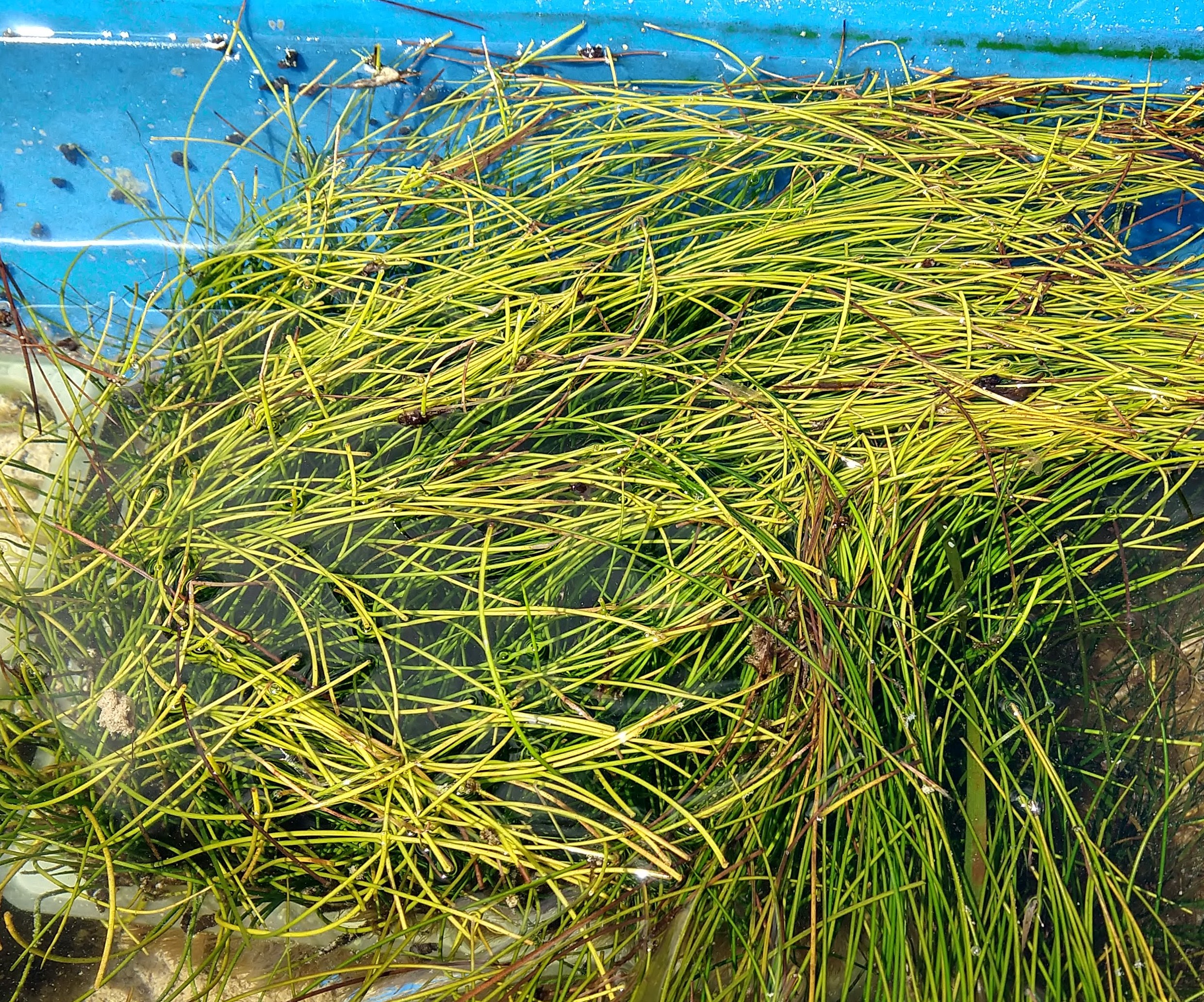 NurserySpecies_2_Manatee.jpg