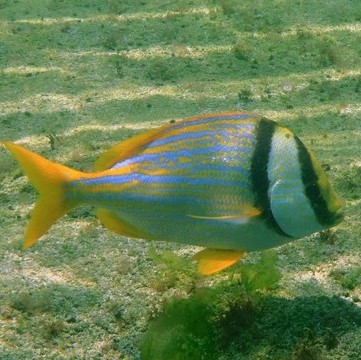 Porkfish