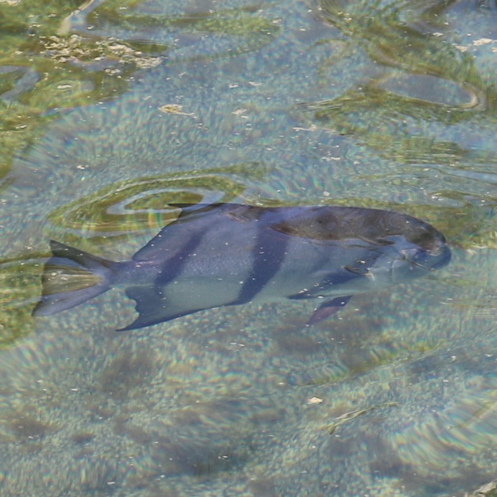 Spadefish