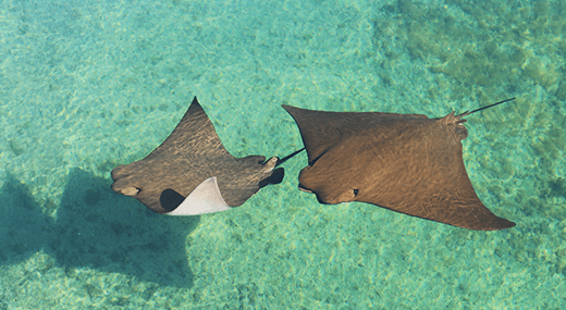 2 stingrays swimming at Florida Ocean
