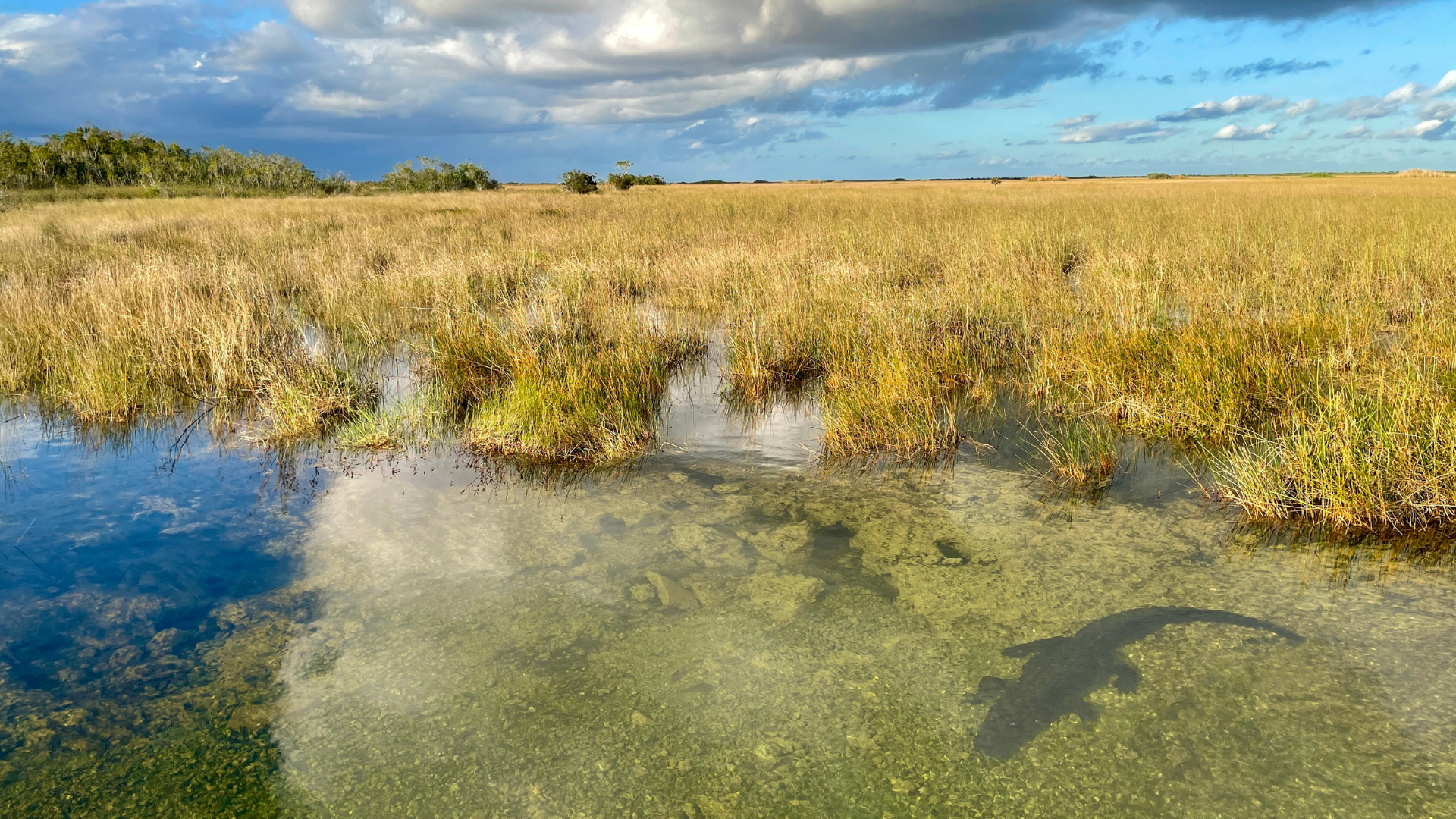 everglades grassywaters with alligator (1920x1080)
