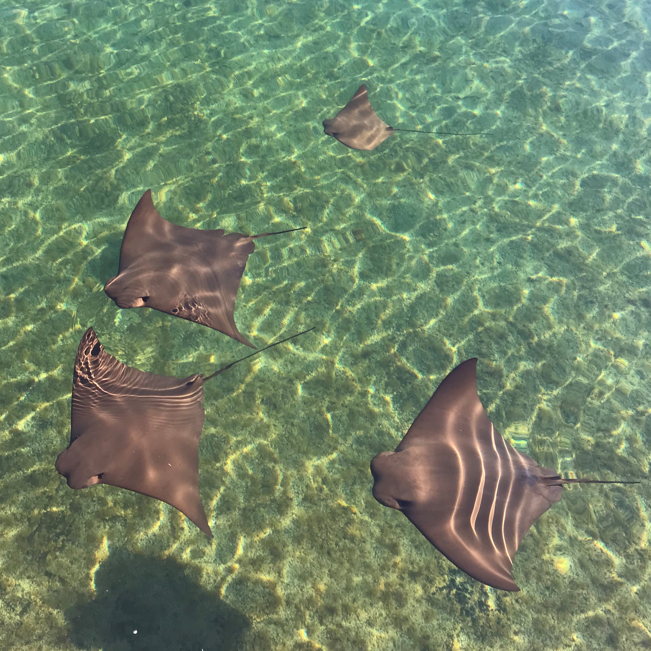 cownose ray