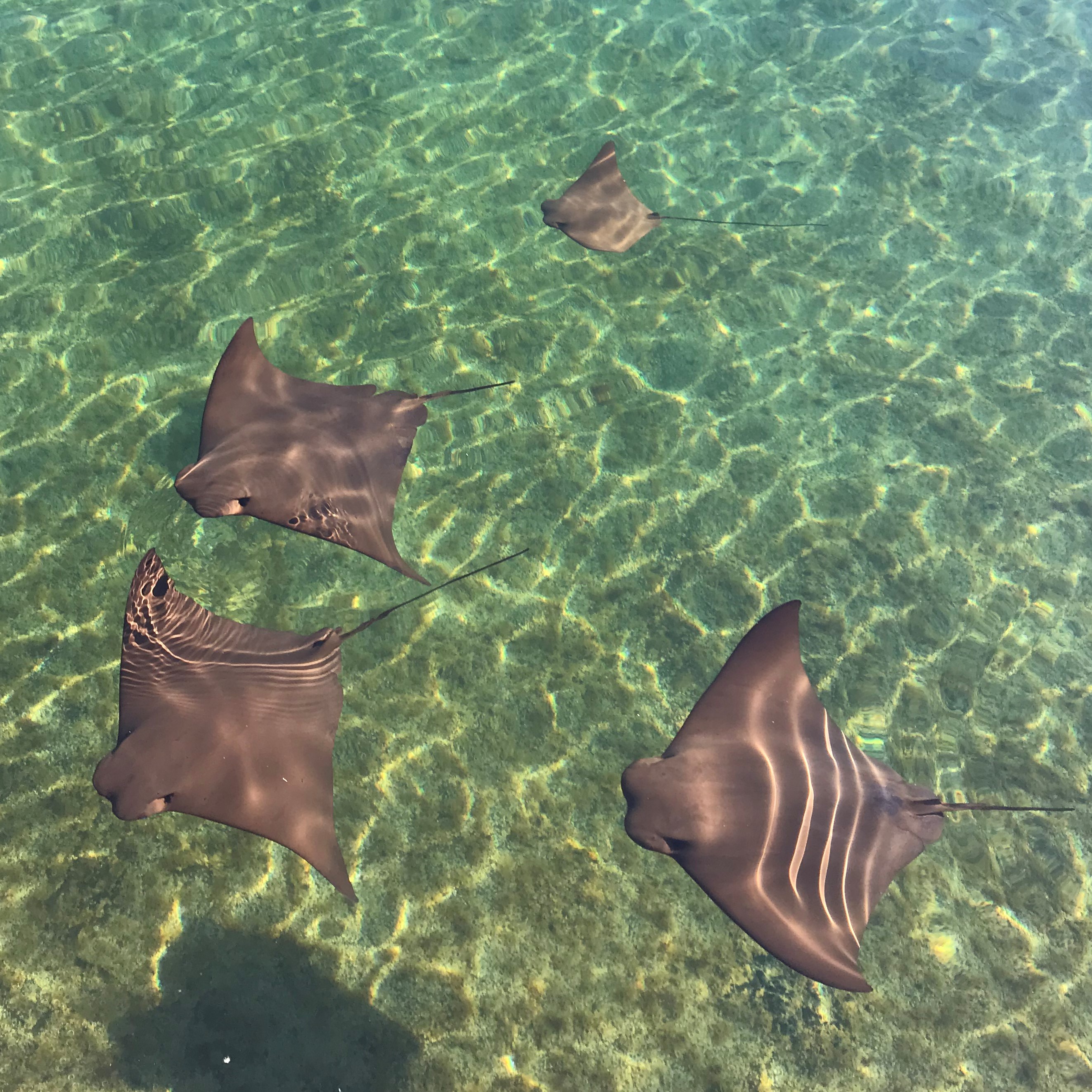 cownose ray
