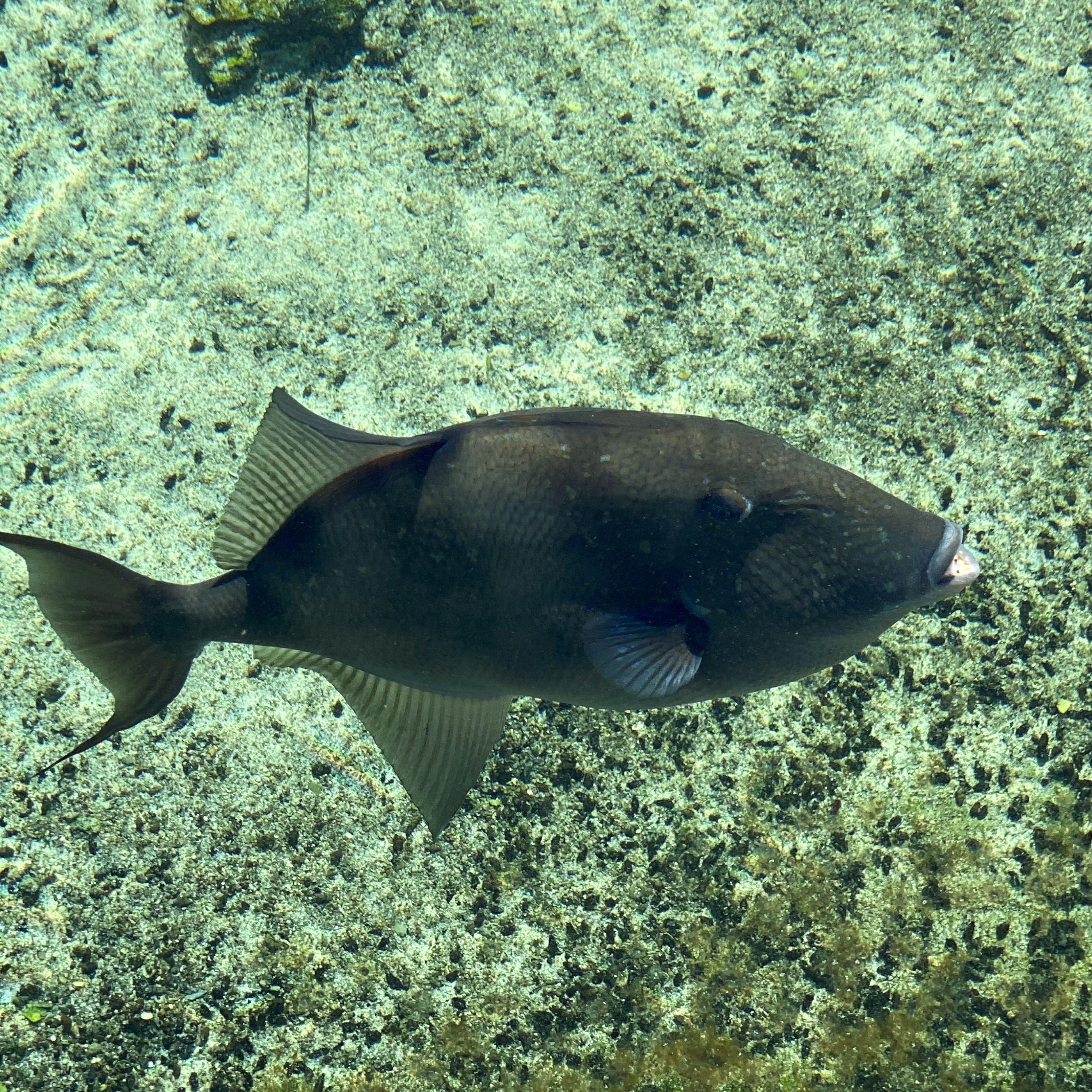 g.%20triggerfish.jpg