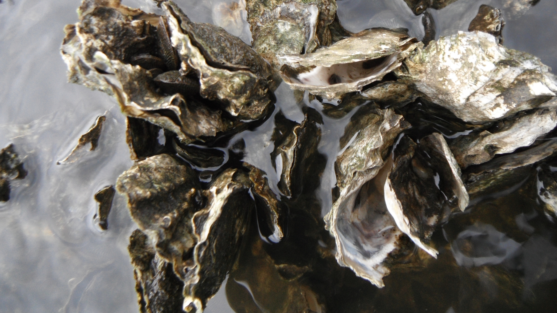 oysters in water button