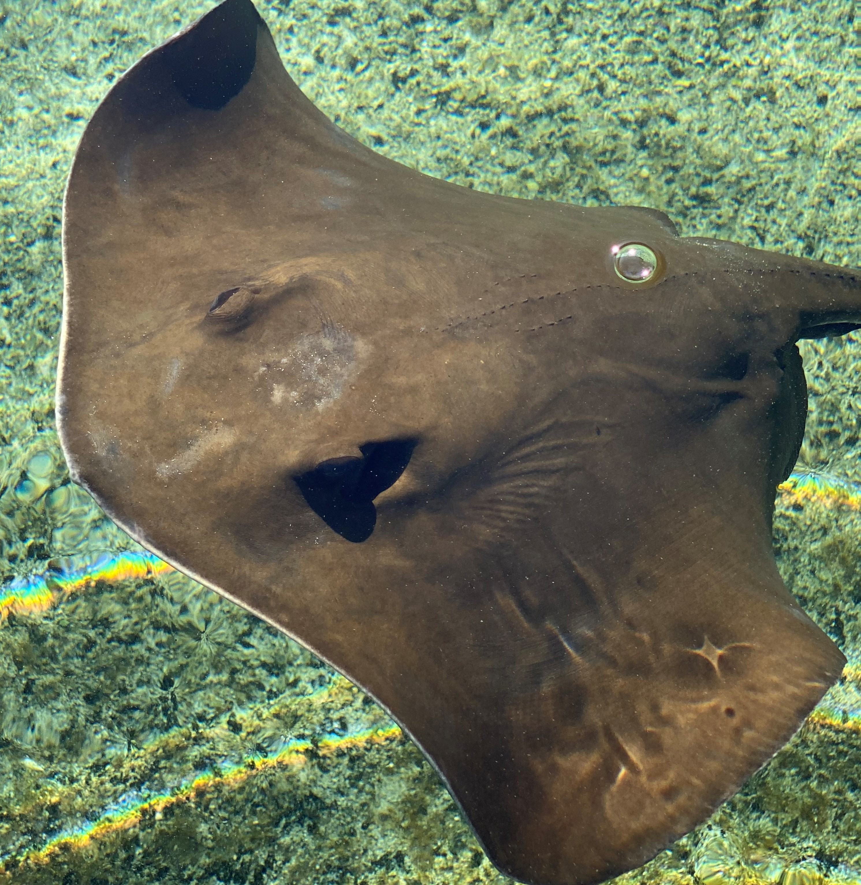 Southern Ray