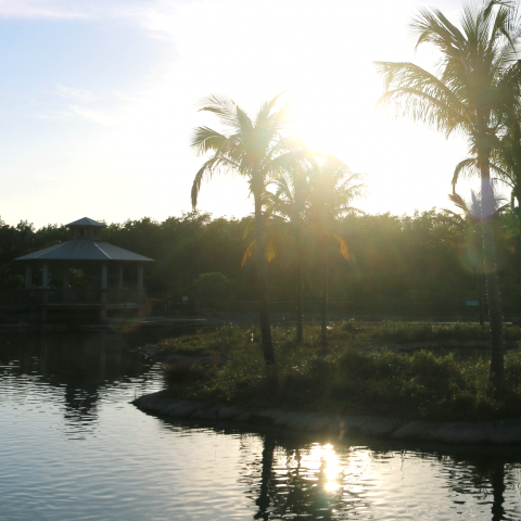 gamefish lagoon