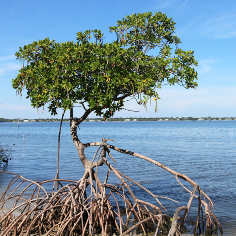 mangrove