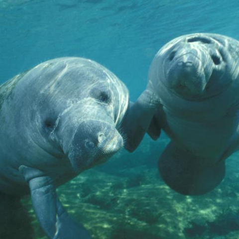 two manatees up close under water