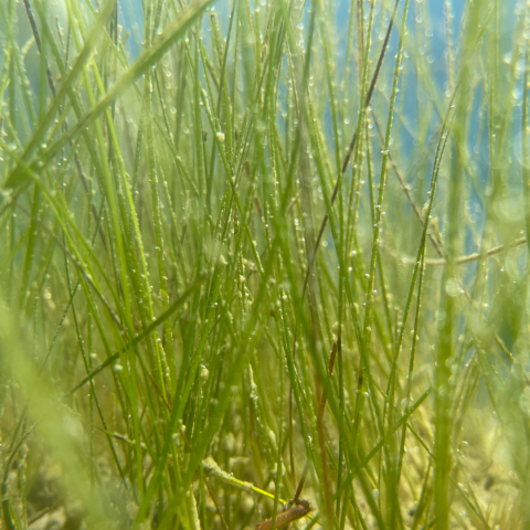seagrass underwater with oxygen bubbling