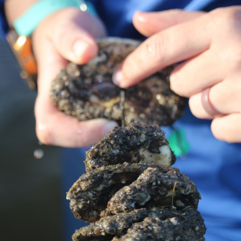 2023 Oyster Gardening Report