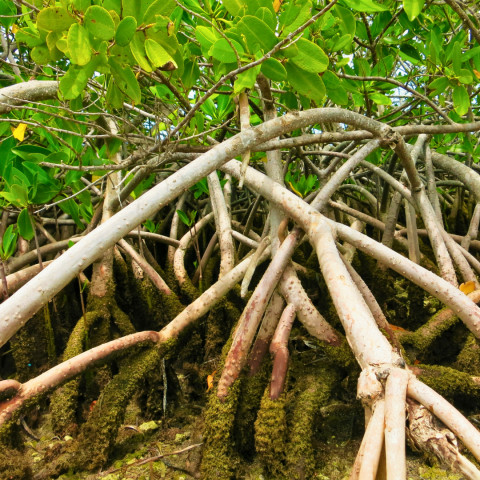 mangrove roots