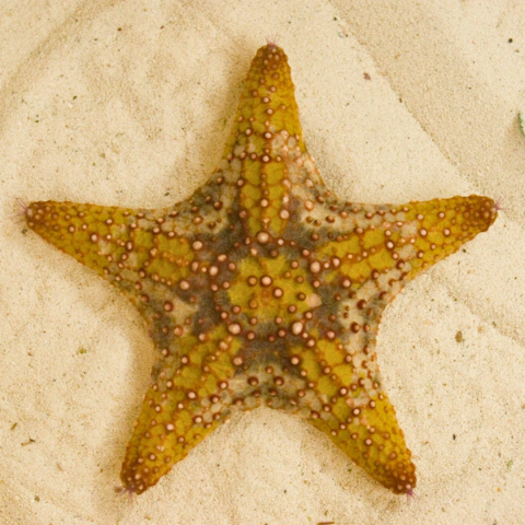 sea star