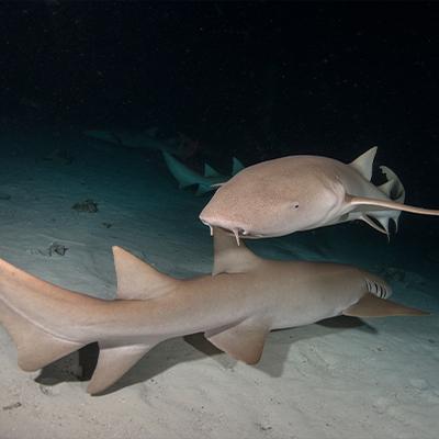 nurse sharks