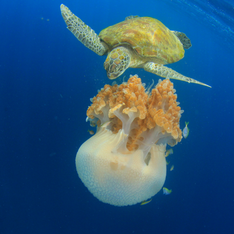 sea turtle underwater looking at a jellyfish