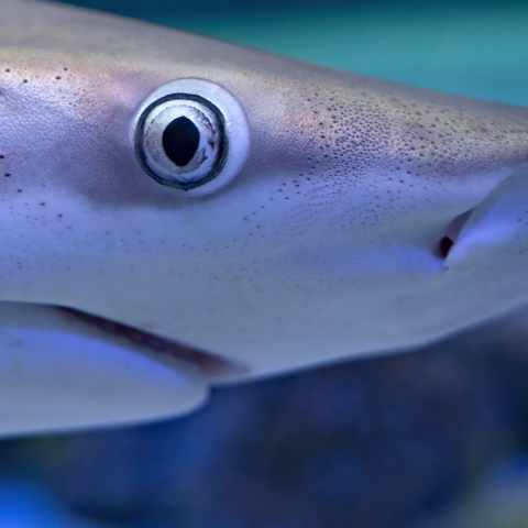 Shark vision blog pic