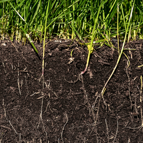 Soil and grass