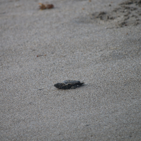 sea turtle hatchling Blog photo (1080x1080)
