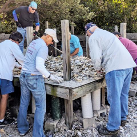 Volunteers bagging oyster shells