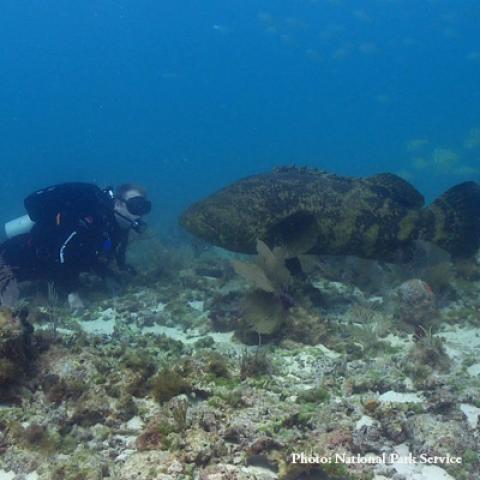 Goliath grouper