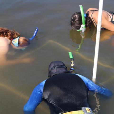 Seagrass Survey