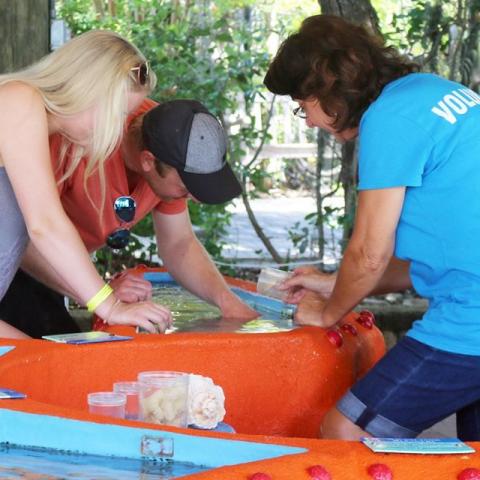 Volunteer at Coastal Center