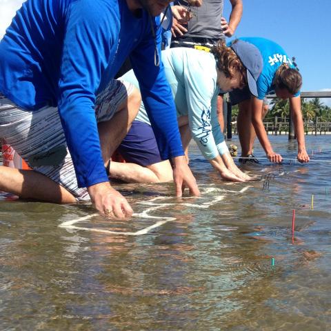 seagrass