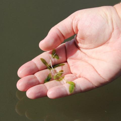 seagrass