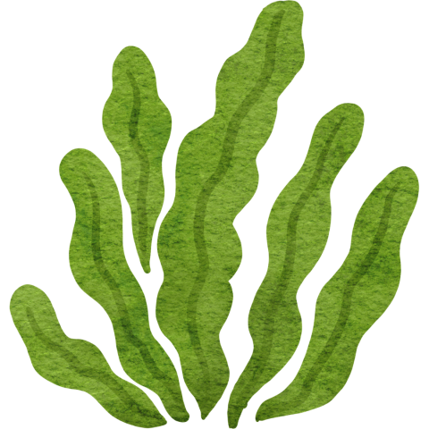 illustration of a red mangrove