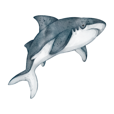illustration of shark