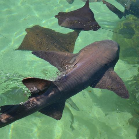 sharks and rays inside gamefish lagoon