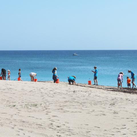Beach Cleanup