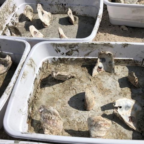 oyster shell in cement