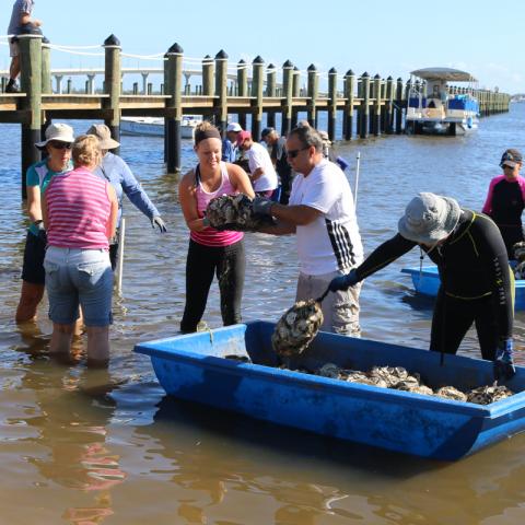 Volunteers deploying oyster shell