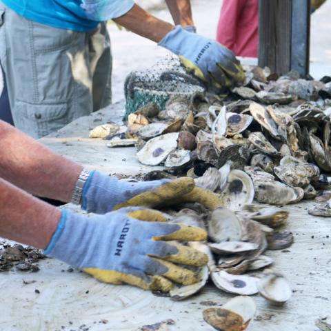 oyster shell bagging