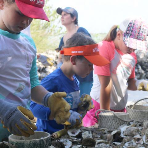 volunteers bagging oyster shell