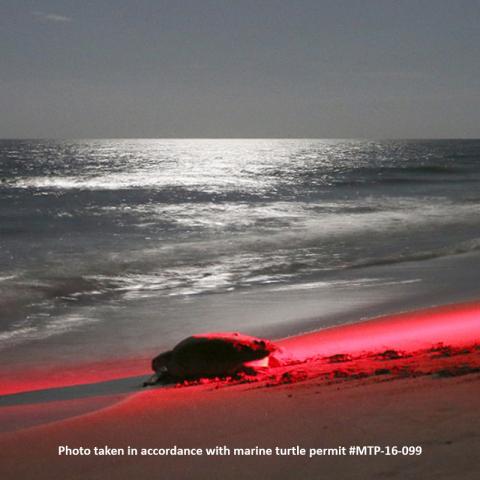 sea turtle crawling on the beach