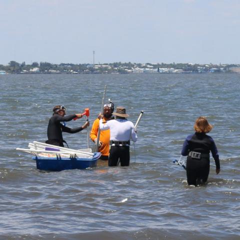 Seagrass survey