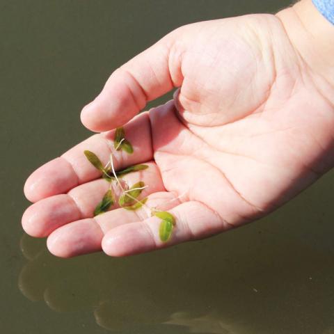 Seagrass