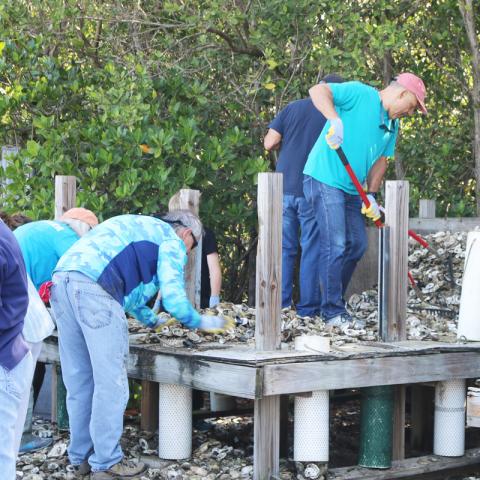 oyster shell volunteers