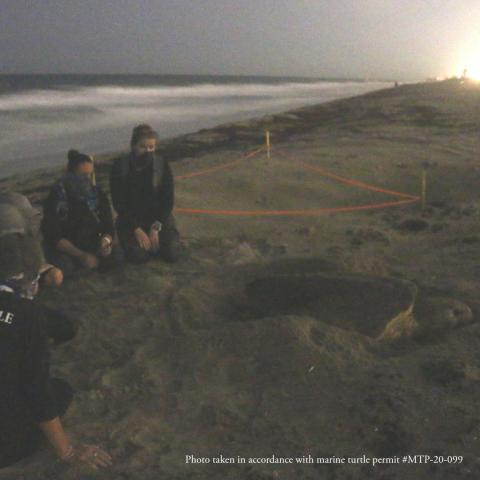 Nighttime Sea Turtle (Website Event)