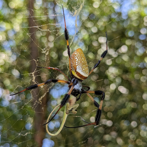 Not-So-Spooky Spider Stroll Event Pic